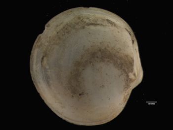 Media type: image; Malacology 7979